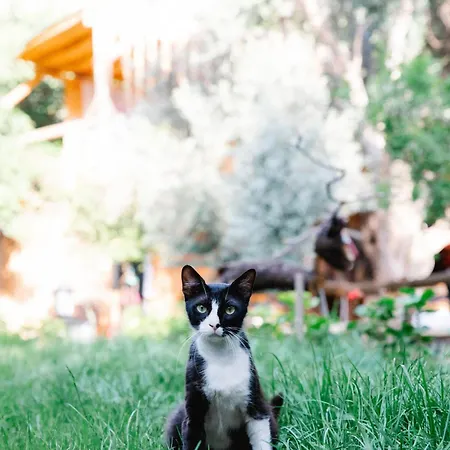 Üdülőközpont Kaplumbaga *